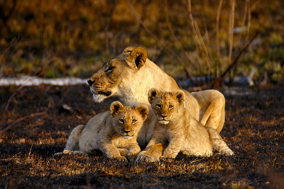 Lions in the wild during a safari